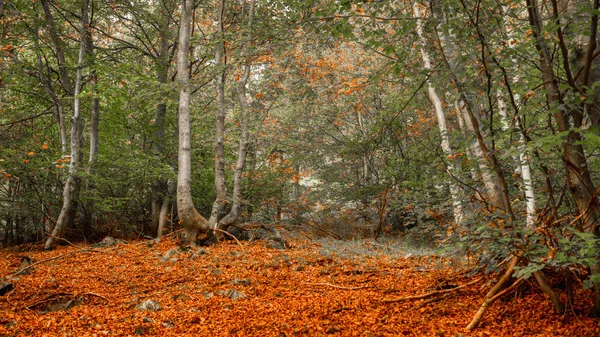 Wald Der Herbstsaison — Stockfoto