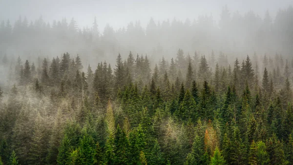 Foggy Morning Forest Stock Photo