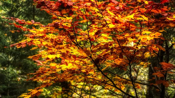 Heldere Kleuren Van Planten Het Najaar — Stockvector