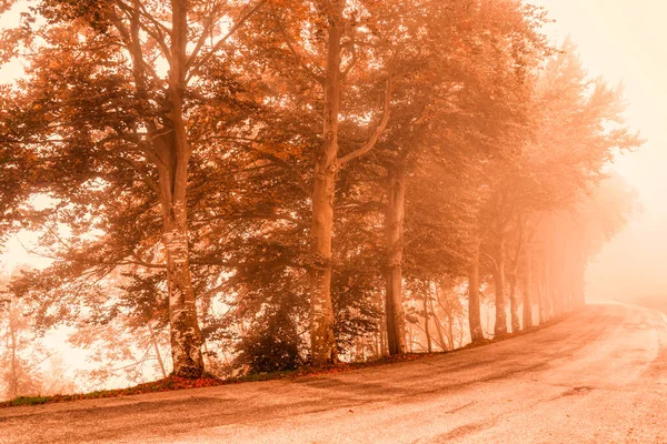 Illustration Route Dans Brouillard Avec Rangée Arbres Automne — Image vectorielle