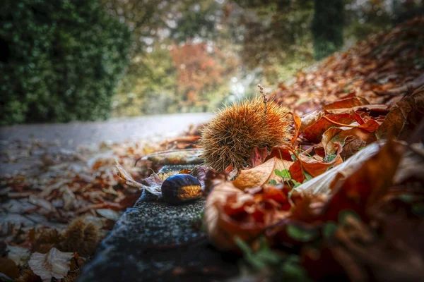 Kastanj Med Igelkott Vägen Skogen Höstsäsong — Stockfoto