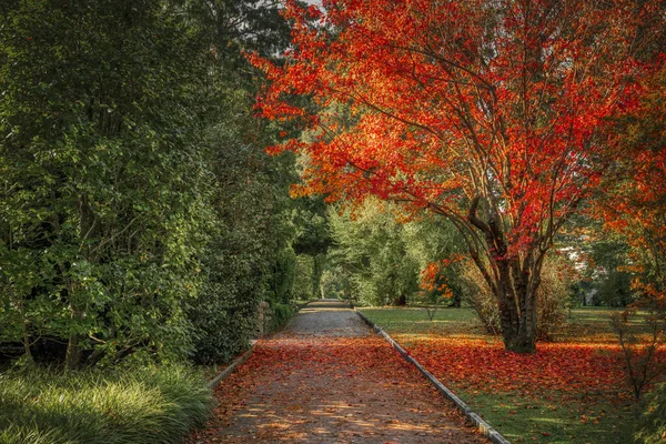 秋天的小径在公园里 右边是风景树 — 图库照片