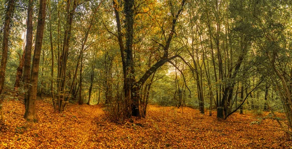 Autumn Season Woods Regional Park Campo Dei Fiori Varese Italy — Stock Photo, Image