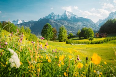 İlkbaharda çiçek açan çayırları ile Alpler'de pastoral dağ manzarası