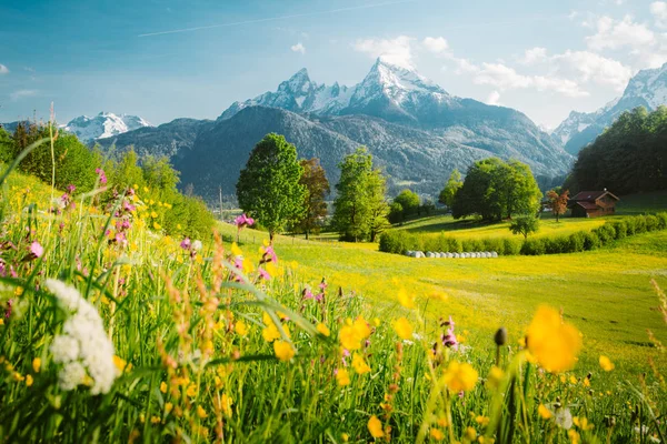 Ειδυλλιακό ορεινό τοπίο στις Άλπεις με ανθισμένα λιβάδια την άνοιξη — Φωτογραφία Αρχείου
