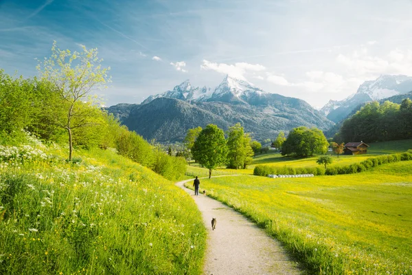 Paisaje idílico en los Alpes con prados florecientes en primavera —  Fotos de Stock