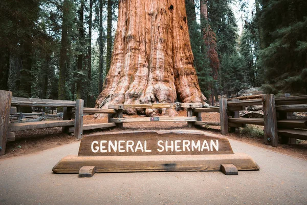 General Sherman Tree, největší strom podle objemu, národní park Sequoia, Kalifornie, USA — Stock fotografie