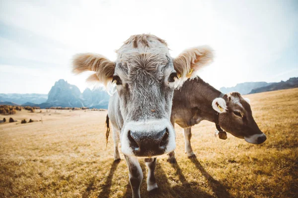 Vaches drôles regardant dans la caméra — Photo