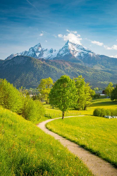 Cenário idílico nos Alpes com prados florescendo na primavera — Fotografia de Stock