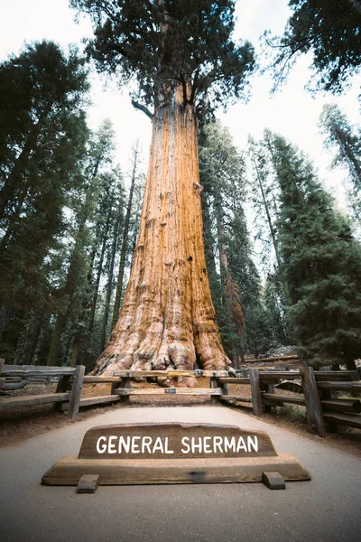 Allgemeiner Sherman-Baum, gemessen am Volumen der größte Baum der Welt, Mammutbaum-Nationalpark, Kalifornien, USA — Stockfoto