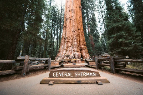 General Sherman Tree, největší strom podle objemu, národní park Sequoia, Kalifornie, USA — Stock fotografie