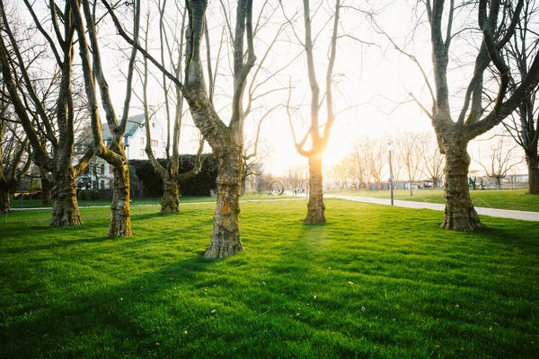Vecchi alberi con erba verde lussureggiante nel parco della città al tramonto — Foto Stock