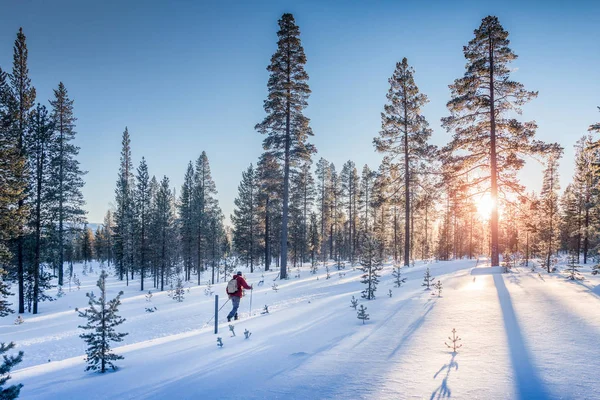 Cross-country skiing in winter wonderland in Scandinavia at sunset — Stock Photo, Image