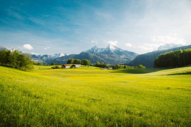 İlkbaharda çiçek açan çayırları ile Alpler'de pastoral manzara