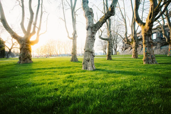 Vecchi alberi con erba verde lussureggiante nel parco della città al tramonto — Foto Stock