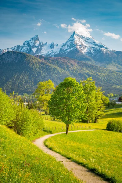 Idylická horská krajina v Alpách s kvetoucí loukami ve jarní době — Stock fotografie