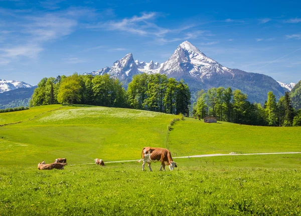 Idylliczny letni krajobraz w Alpach z krów pastwiskami na zielonych łąkach — Zdjęcie stockowe