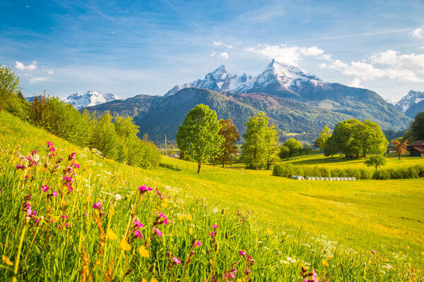 Idyllic mountain scenery in the Alps with blooming meadows in spring