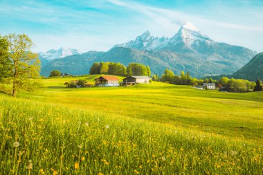 İlkbaharda çiçek açan çayırları ile Alpler'de pastoral manzara