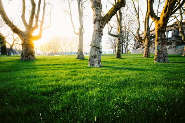 Vecchi alberi con erba verde lussureggiante nel parco della città al tramonto — Foto Stock