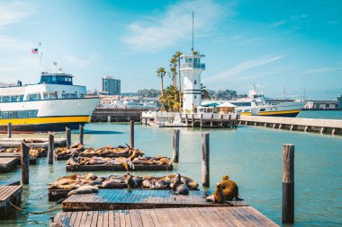Ünlü deniz aslanları ile Pier 39, San Francisco, Abd