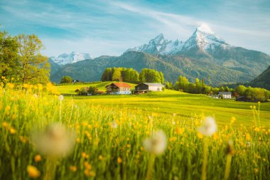 İlkbaharda çiçek açan çayırları ile Alpler'de pastoral manzara