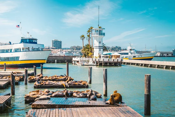 Pier 39 met beroemde zeeleeuwen, San Francisco, Verenigde Staten — Stockfoto