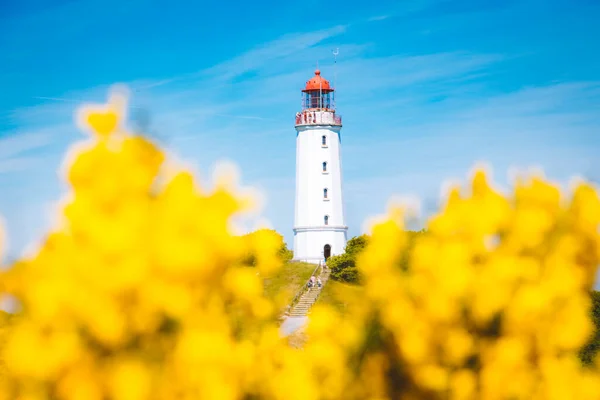 美しい島の有名な灯台Dornbuschの古典的な景色夏に花を咲かせるヒデンゼー バルト海 メクレンブルク フォアポンメルン ドイツ — ストック写真