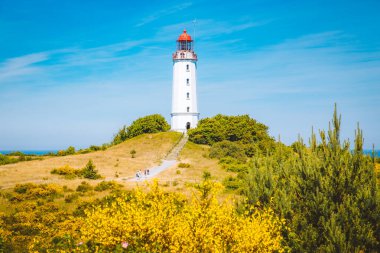 Güzel ada Hiddensee 'deki ünlü Deniz feneri Dornbusch' un klasik manzarası. Yazın çiçek açan Baltık Denizi, Mecklenburg-Vorpommern, Almanya