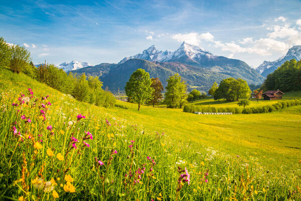 Beautiful view of idyllic alpine mountain scenery with blooming meadows and snowcapped mountain peaks on a beautiful sunny day with blue sky in springtime