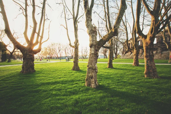 美しい黄金の夜の光の中で照らされた風光明媚な公園で新鮮な緑の芝生と古い木の行のパノラマの低広角ビュー夏にはレンズフレア日光効果 — ストック写真