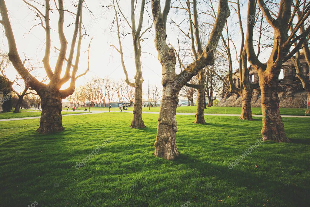 Panoramic low wide angle view of a row of old trees with fresh green grass in a scenic public park illuminated in beautiful golden evening light at sunset with lens flare sunlight effect in summer