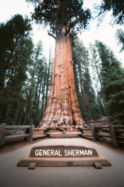 Ünlü General Sherman Tree manzara görünümü, hacim olarak dünyanın bilinen en büyük yaşayan tek kök ağacı, Sequoia Milli Parkı, Kaliforniya, ABD