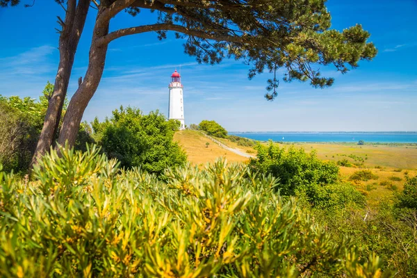 Klasický Pohled Slavný Maják Dornbusch Krásném Ostrově Hiddensee Kvetoucími Květinami — Stock fotografie