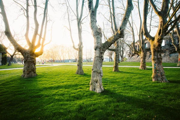 Vista Panoramica Basso Angolo Una Fila Alberi Secolari Con Erba — Foto Stock