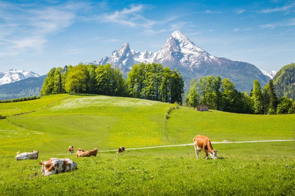 Paisagem Verão Idílica Nos Alpes Com Vacas Pastando Pastagens Verdes — Fotografia de Stock