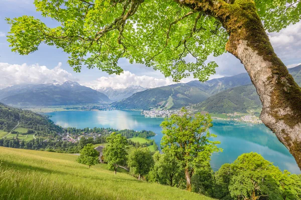 澄んだ湖と緑の草原が広がるアルプスの美しい景色と 春の青空と雲に包まれた晴れた日に咲く花々 Zell See Salzburger Land オーストリア — ストック写真