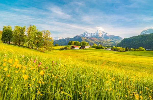 春の青空と美しい晴れた日には 牧草地や雪に覆われた山の峰が咲く牧歌的な高山の風景の美しい景色 — ストック写真