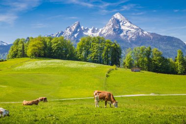 Alpler 'deki Idyllic yaz manzarası taze yeşil dağ çayırlarında otlayan inekler ve arka planda kar kaplı dağ tepeleri, Ulusal Park Berchtesgadener Toprakları, Yukarı Bavyera, Almanya