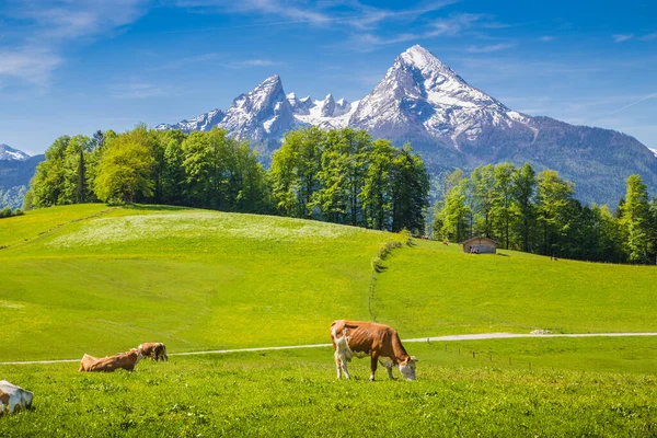 Alpler Deki Idyllic Yaz Manzarası Taze Yeşil Dağ Çayırlarında Otlayan — Stok fotoğraf