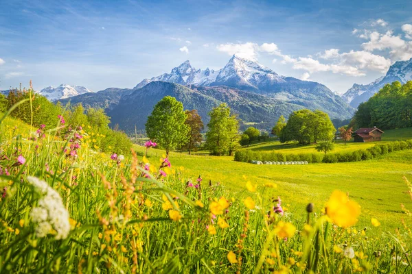 Schöne Aussicht Auf Idyllische Alpine Berglandschaft Mit Blühenden Wiesen Und Stockbild