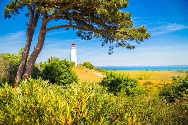 Classic View Famous Lighthouse Dornbusch Beautiful Island Hiddensee Blooming Flowers — Stock Photo, Image