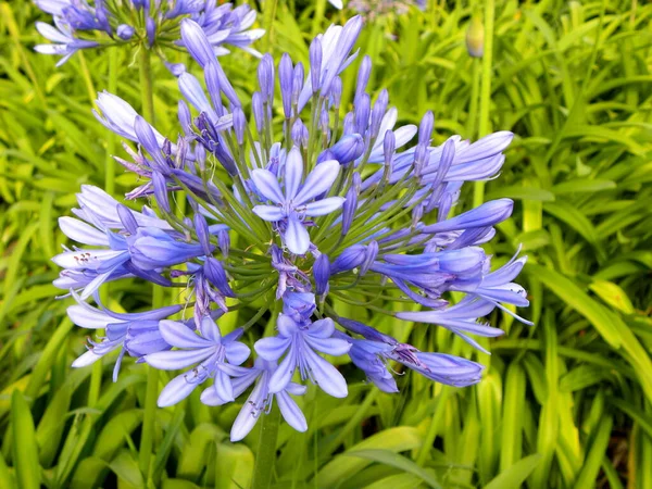 Grandes Inflorescências Forma Guarda Chuva Lilás Agapanthus Agapanthus Lily Nilo — Fotografia de Stock