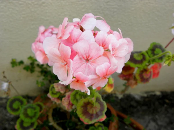 Geranium Zonal Pelargonium Hortorum Delikatnymi Różowymi Kwiatami — Zdjęcie stockowe