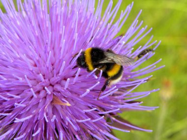 Bir arı yaz veya bahar günü leylak çiçeklerinden polen toplar. Makro fotoğraf