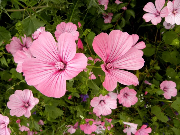 マローの繊細なピンクの花 マルバ アルセア より大きなムスク モールー カット リーフ モールー ヴェルヴァン モールー — ストック写真