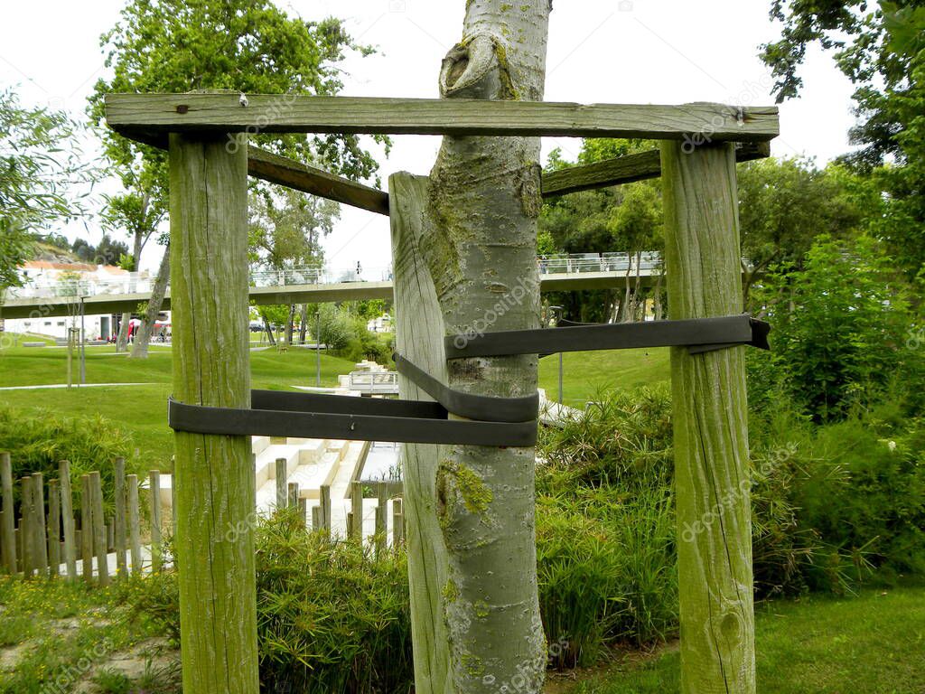 Tree Supports-young trees being supported by wooden stakes. Trees with three stakes for support. Young tree sapling propped and supported by the wooden slats and tied by tape stringon.