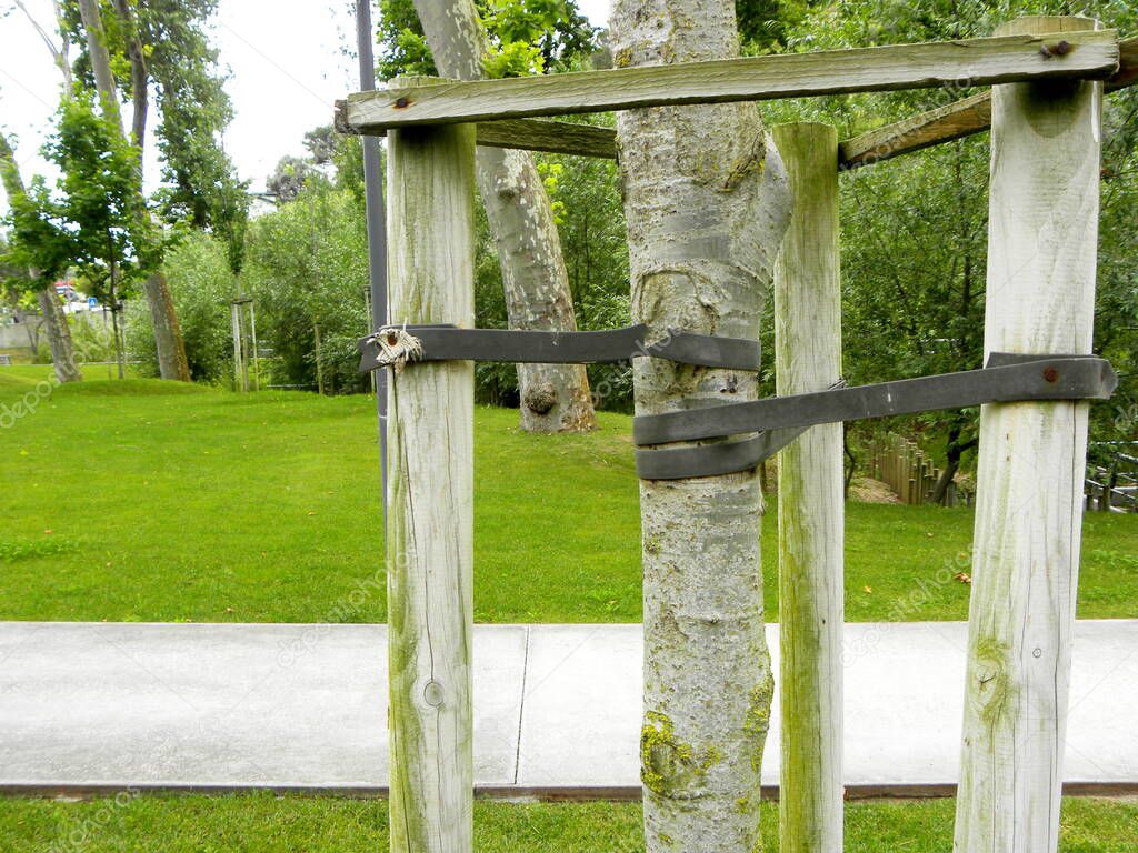 Tree Supports-young trees being supported by wooden stakes. Trees with three stakes for support. Young tree sapling propped and supported by the wooden slats and tied by tape stringon.