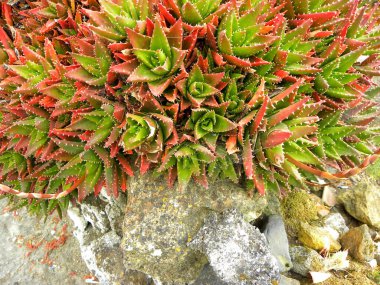 Haworthia küçük sulu bitkilerin büyük bir cinsidir. Haworthia Onlar popüler bahçe ve konteynır bitkileri.