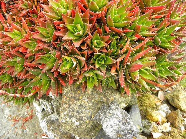 Haworthia küçük sulu bitkilerin büyük bir cinsidir. Haworthia Onlar popüler bahçe ve konteynır bitkileri.